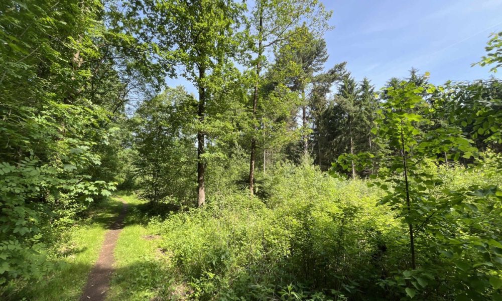 Die nahe Dresdner Heide
